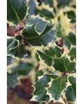 Падуб остролистный Сильвер Квин | Падуб гостролистий Сільвер Квін | Ilex aquifolium Silver Queen
